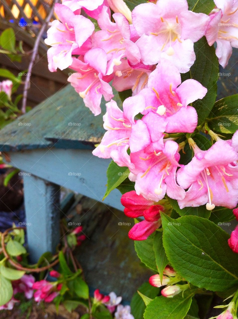 Pretty spring garden 