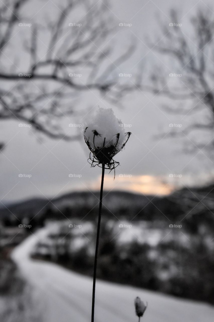 Snow Flower 