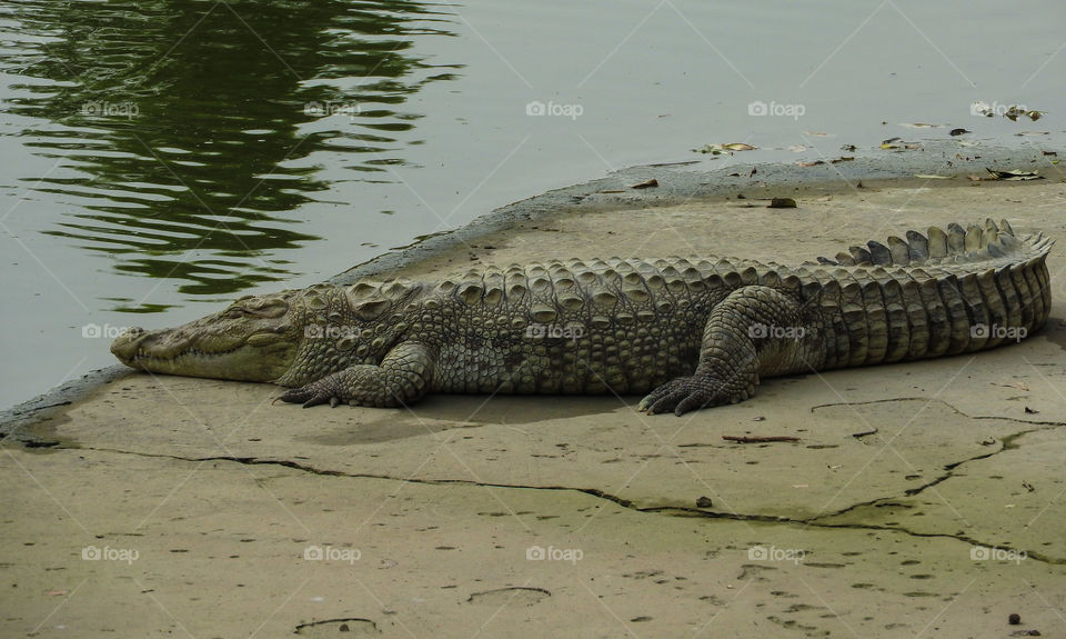 Crocodile in a Close Up