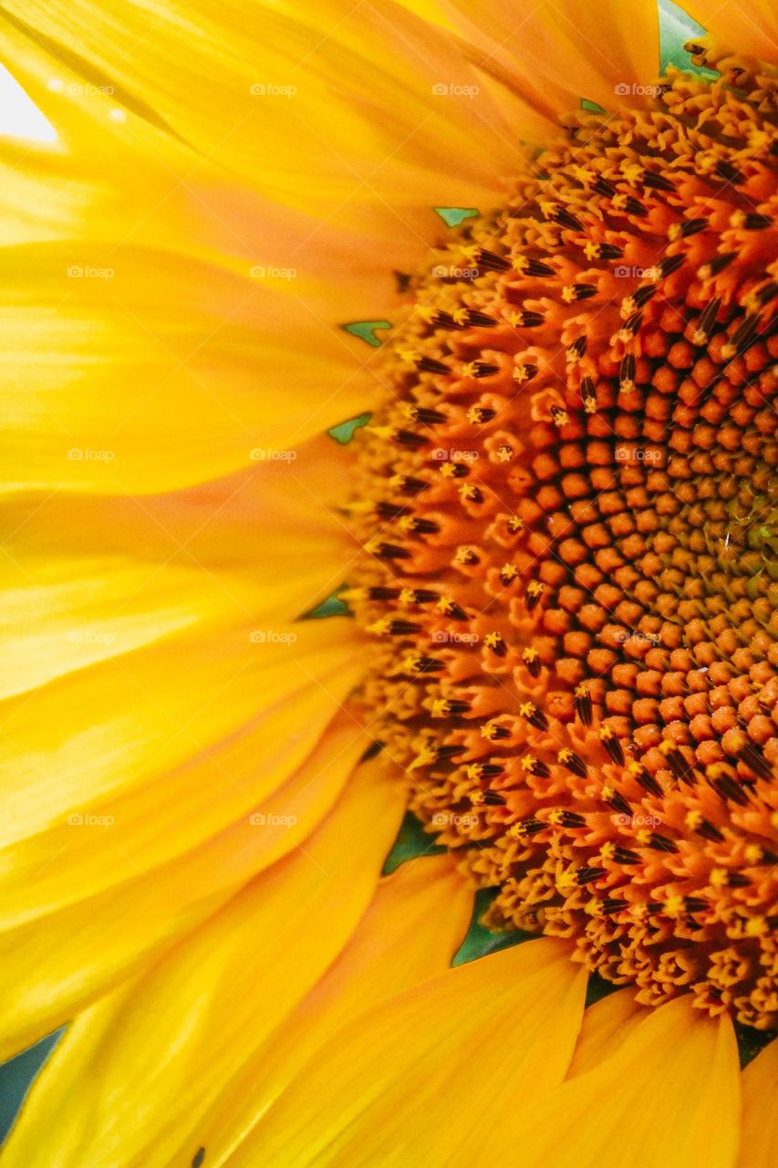 sunflower close-up