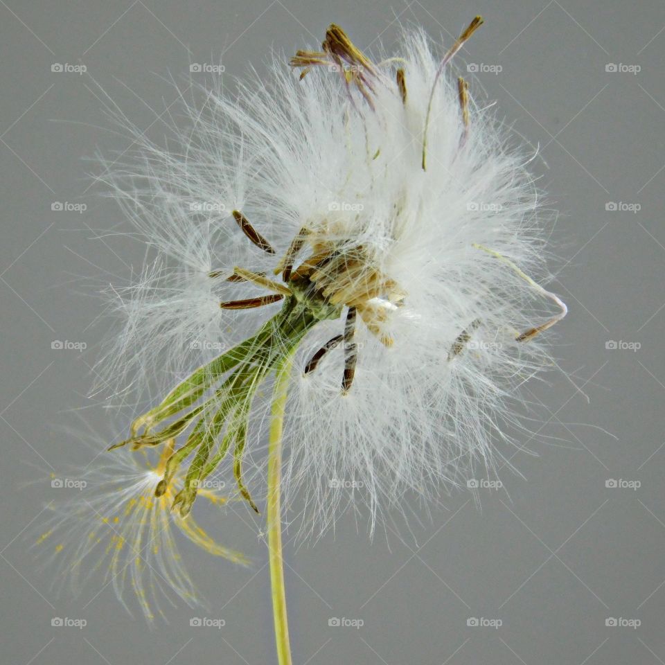 Fluffy dandelion seeds are like little parachutes that fly away with the wind,
spreading and growing more dandelions