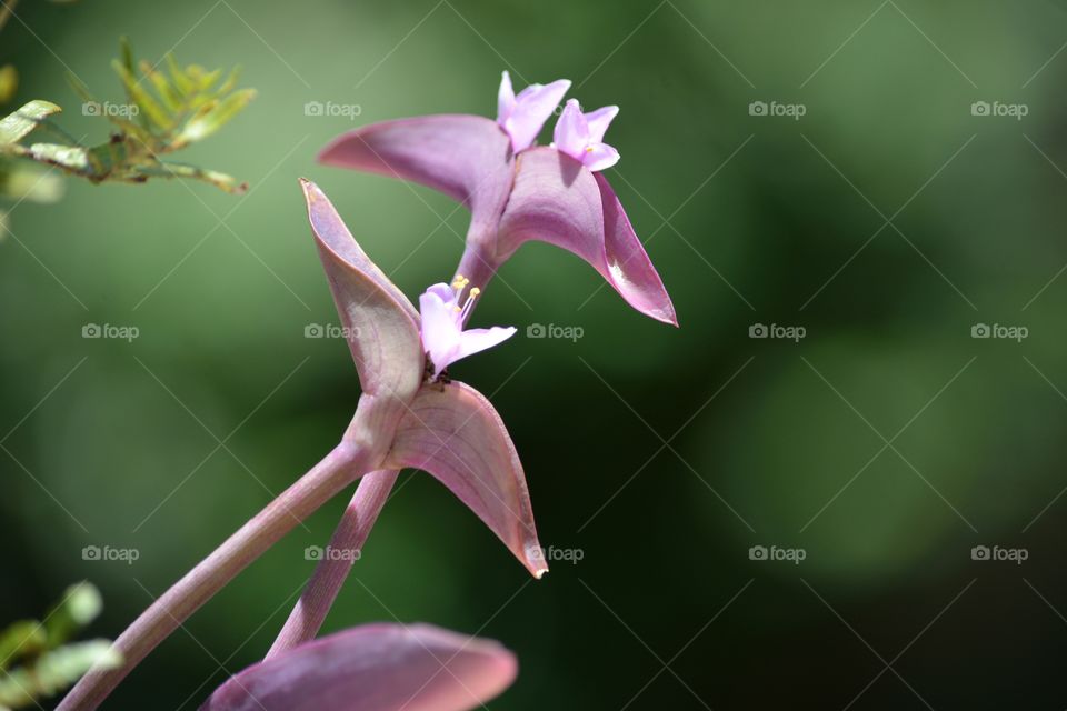 Close-up of the Purple Queen blooming