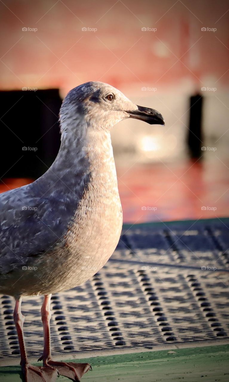 A seagull rests on a dock near the Narrows Marina in Tacoma, Washington on a clear Winter evening 