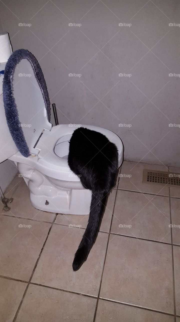 Curious Kitty Finds the Toilet