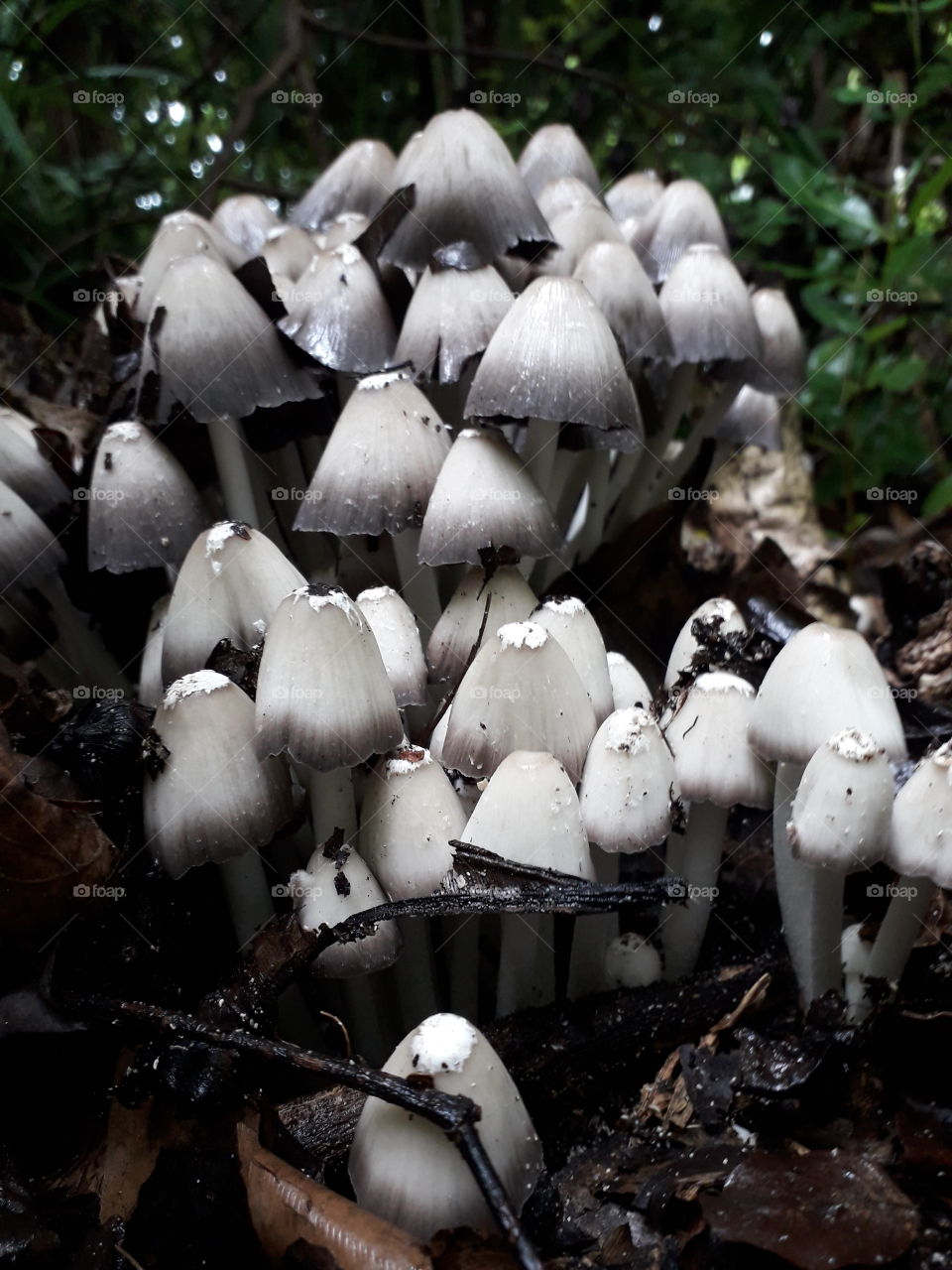 Maldivian Fungi, black and white Inkcaps