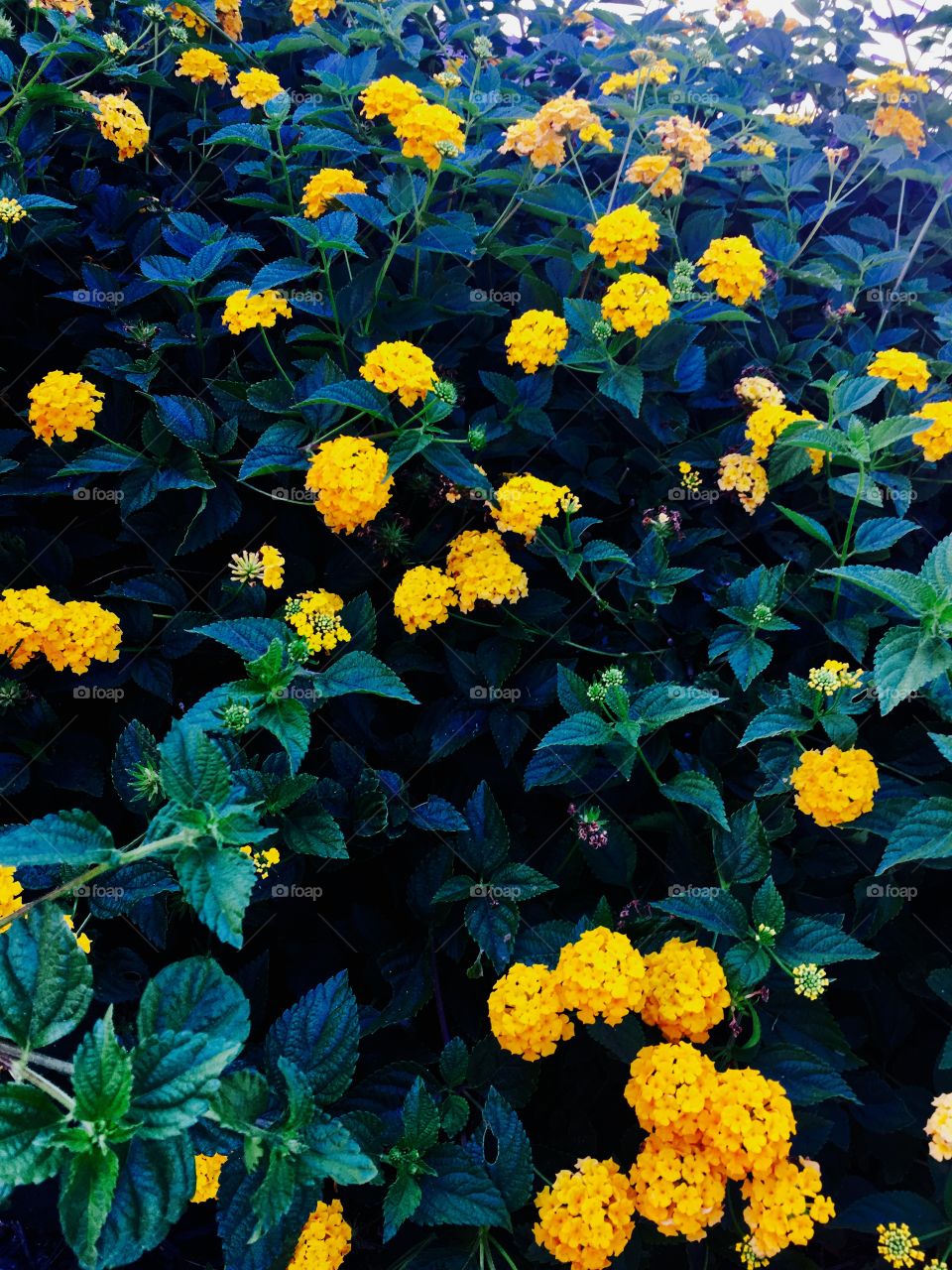 Yellow, flowers 