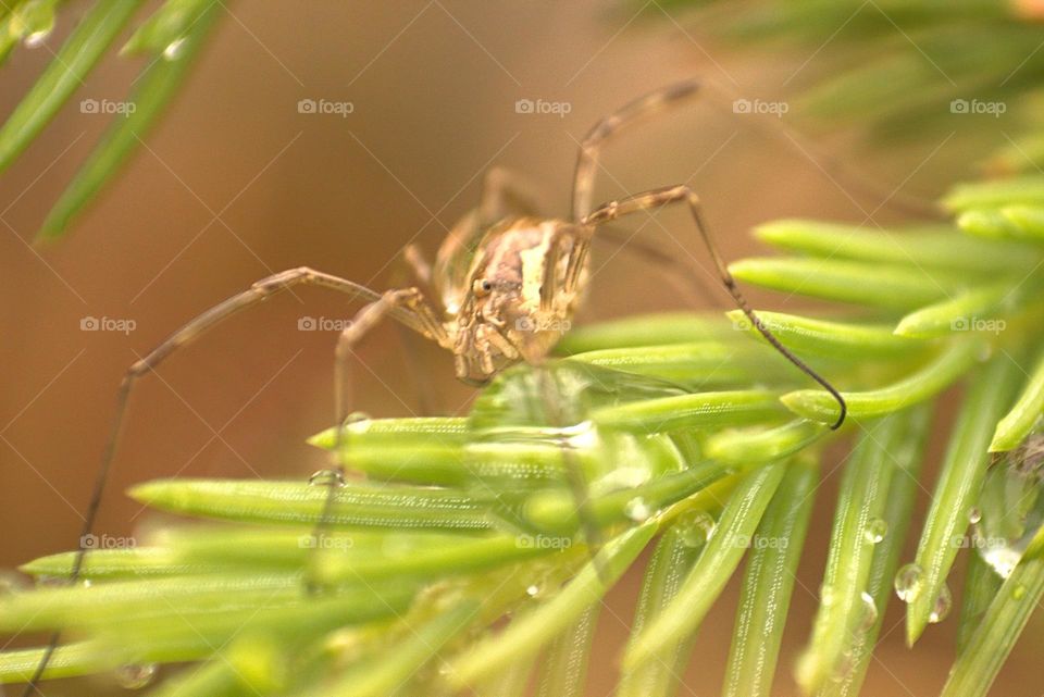 This might look like a spider but it isn't one,but a relative of theirs.