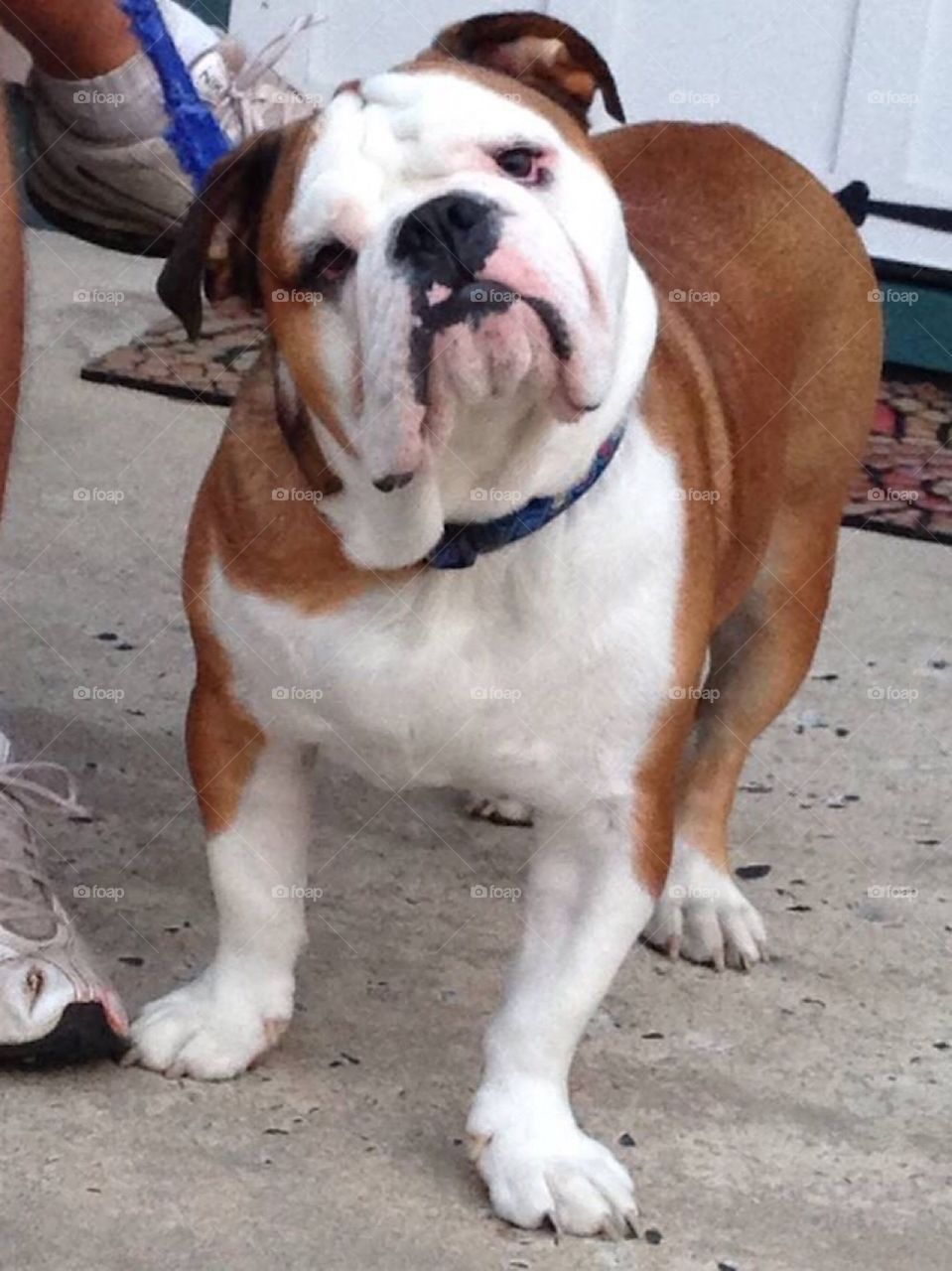 Dog ready for his walk 