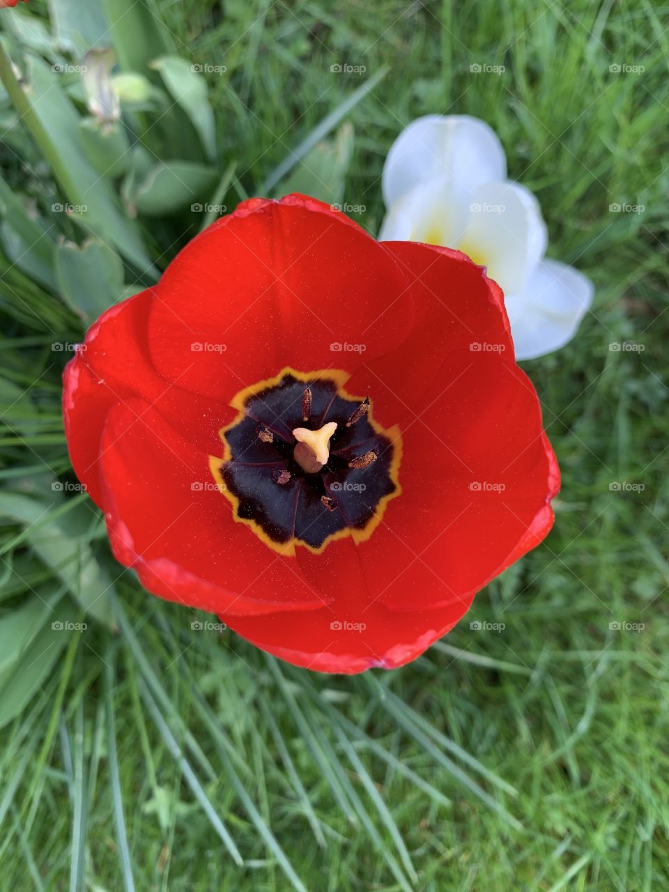 Red tulip flower in bloom