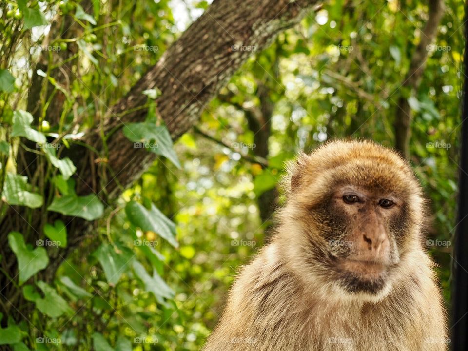 Macaques 