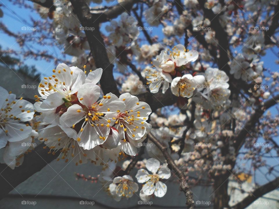 spring tree color apricots