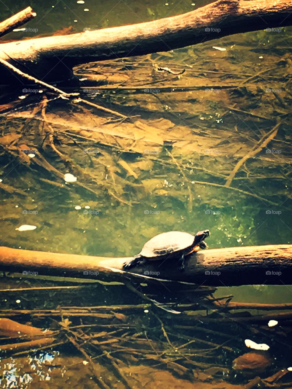A turtle basking in the sun rays in a creek