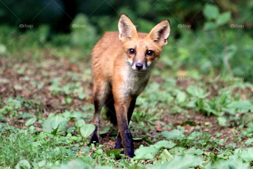 pennsylvania red fox
