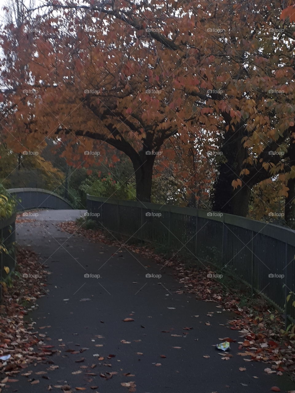 Autumn Trees