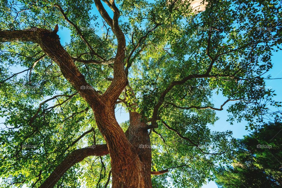 Cinnamomum camphora is a species of evergreen tree that is commonly known under the names camphor tree, camphorwood or camphor laure