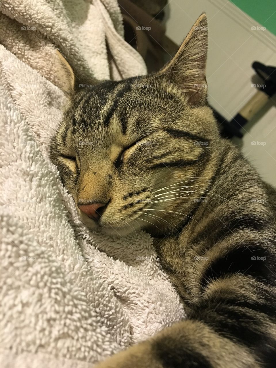 Cat, Cute, Fur, Animal, Portrait