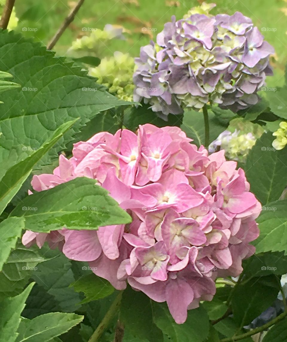 Hydrangea