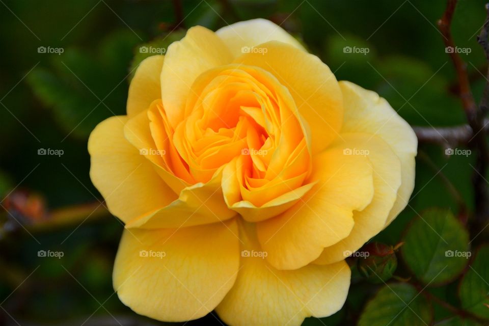 Closeup of a flower. Closeup of a yellow rose