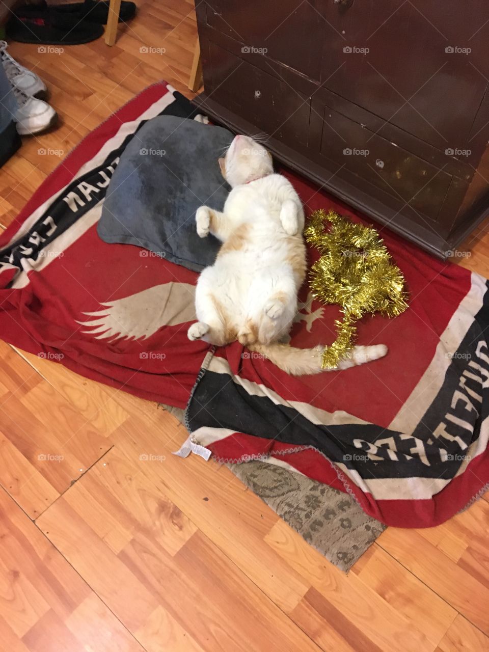 To much eggnog last night! Orange and white tabby is conked out. He unwrapped to many presents 