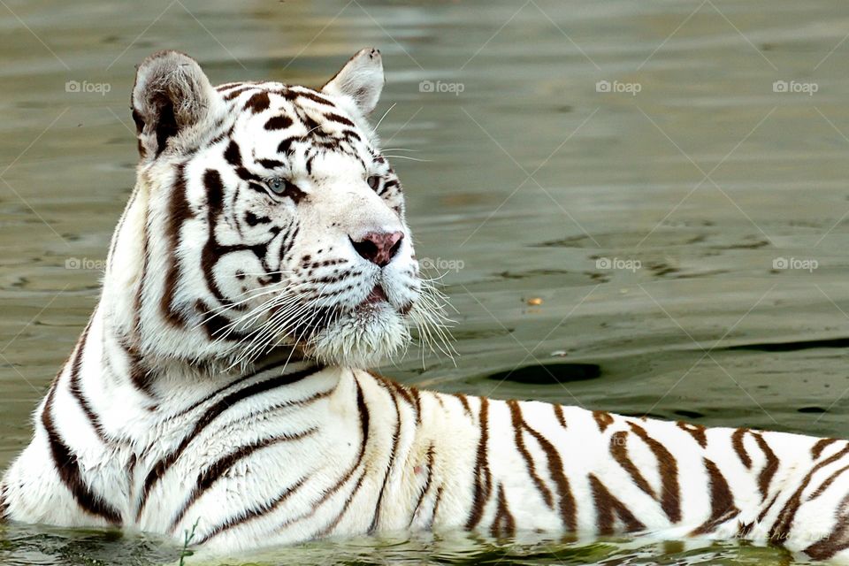 White tiger