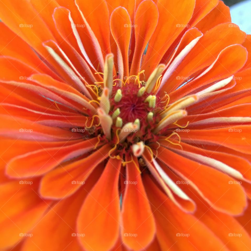 Orange Zinnia