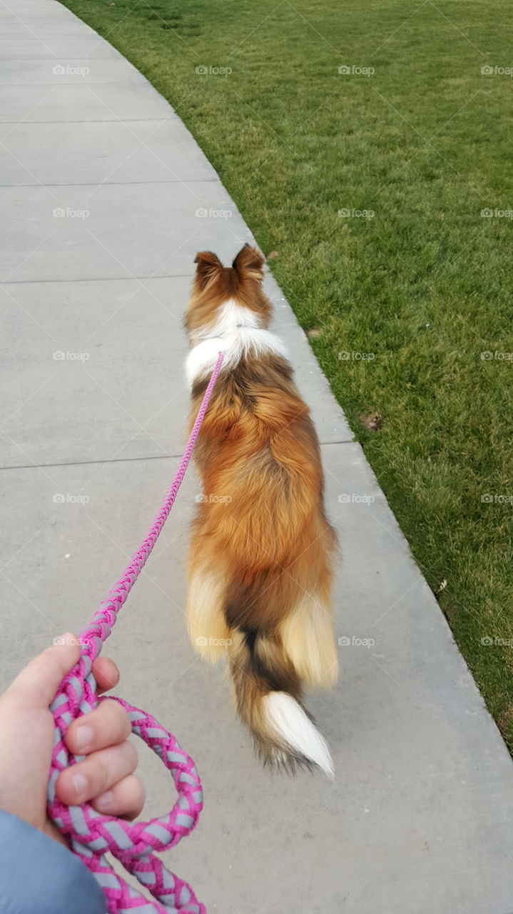 collie dog walking