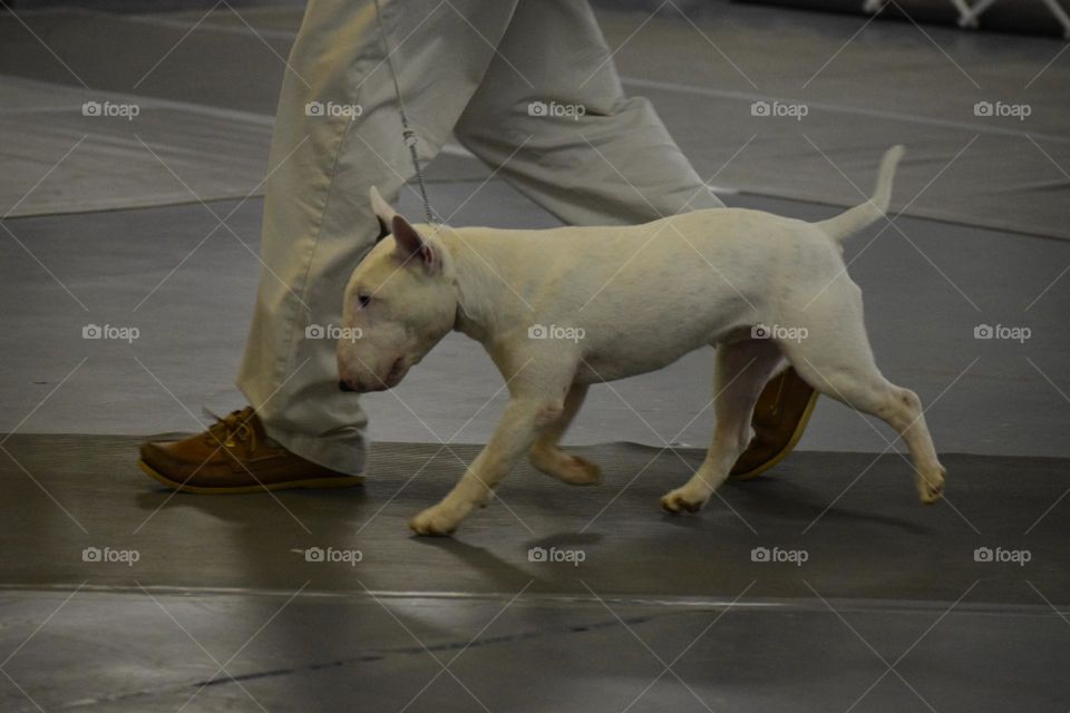 Miniature Bull Terrier walking in conformation