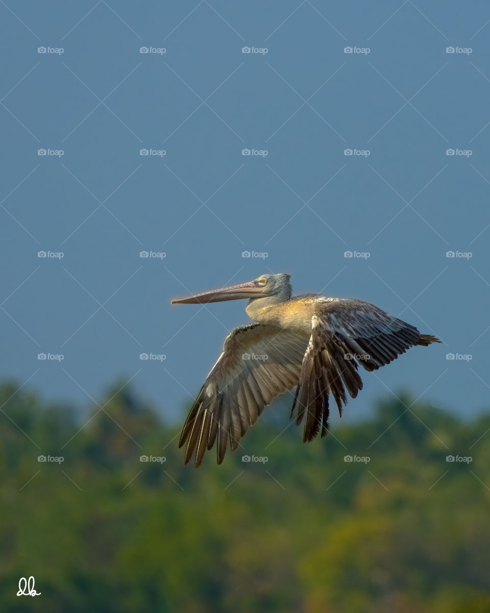 Bird in Flight - Spot-billed pelican