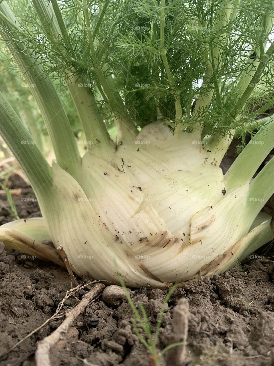 Fennel, a very tasty vegetable with many healthy characteristics thanks to the presence of minerals and vitamin C, A and B.