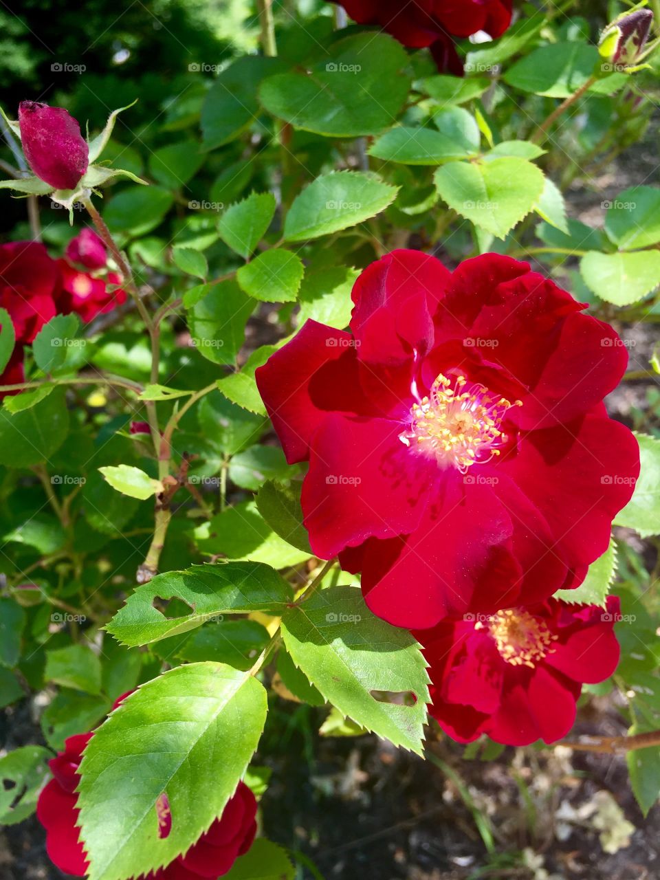 Wild Irish Rose