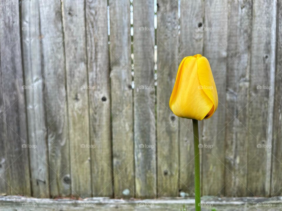 Yellow tulip against a wooden fence 