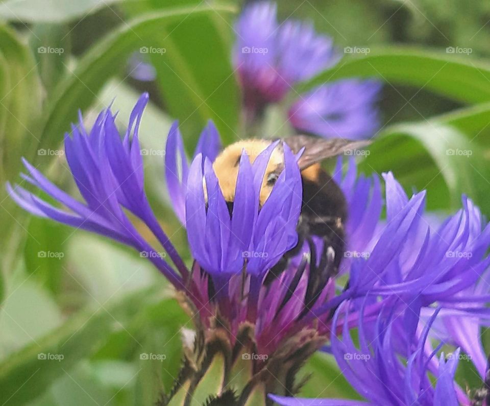 Pollen Party