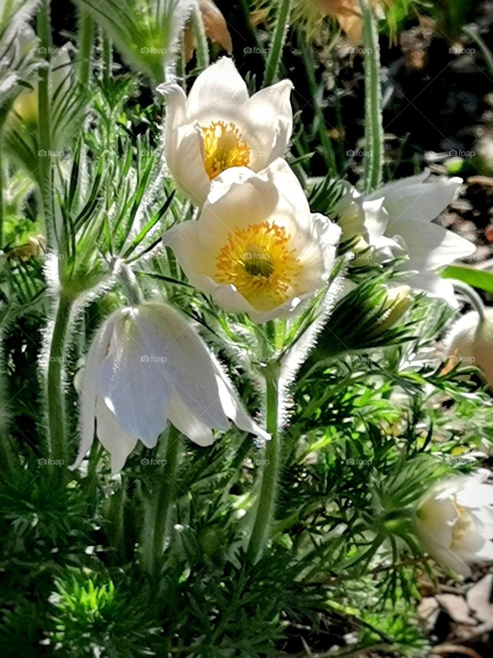 White Pasque flower