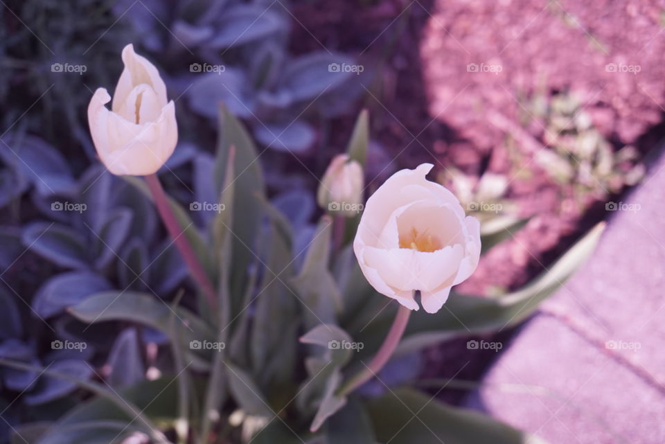 White Tulips 
Springs 
California Flower