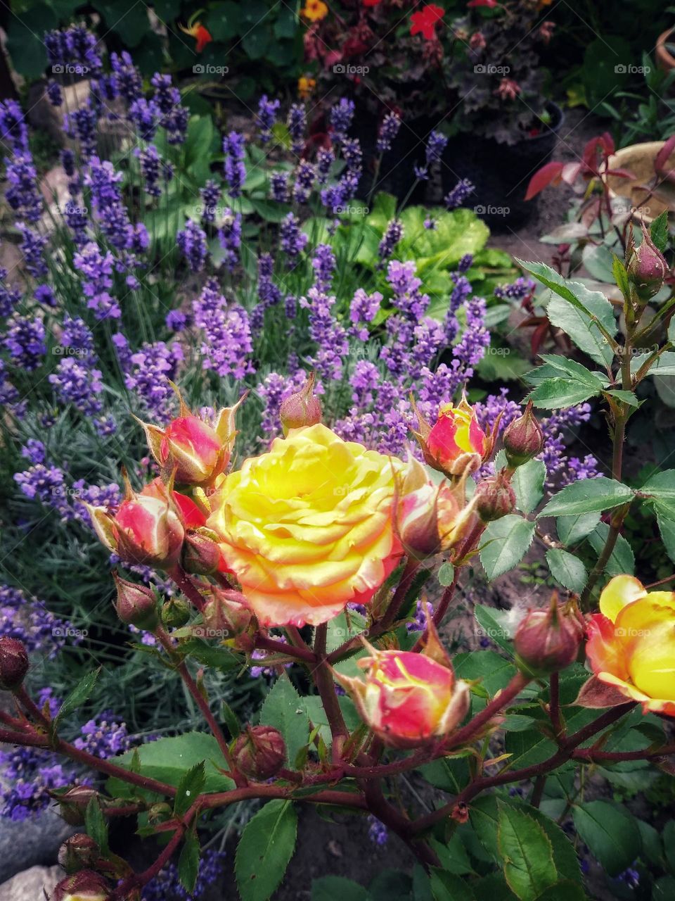 Rose in lavender.