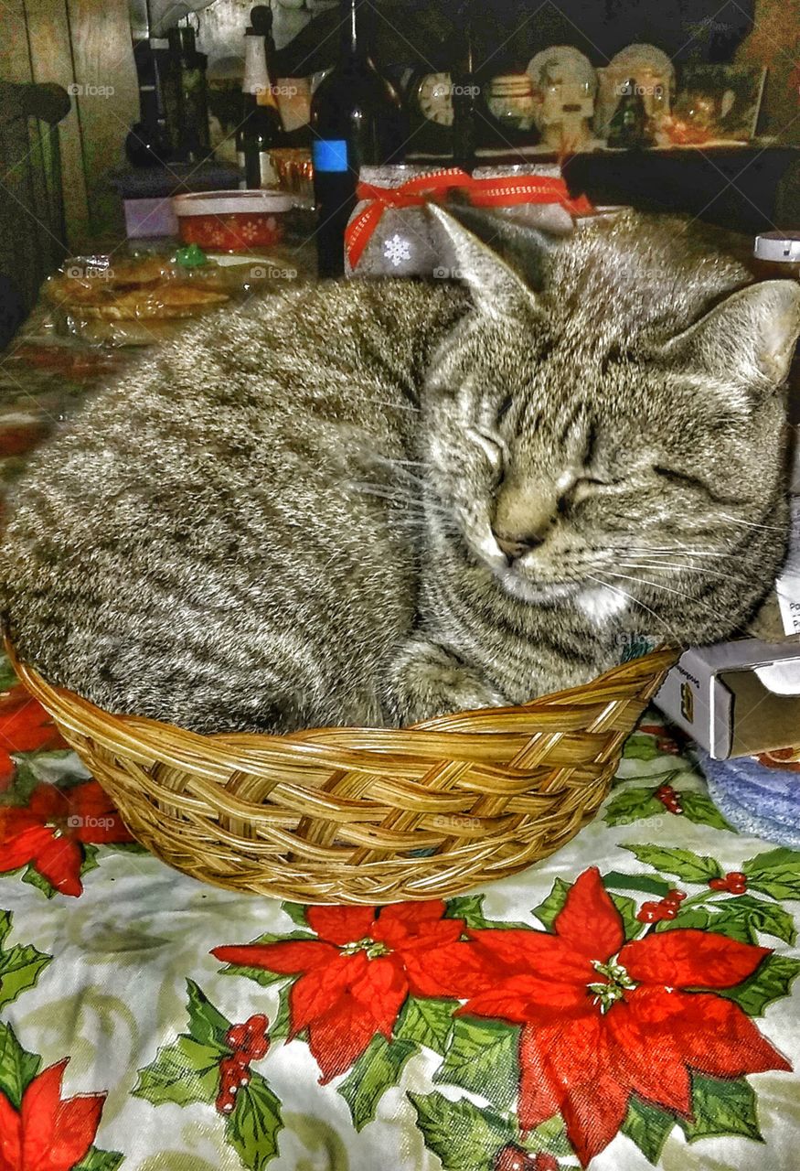 kitty in a basket