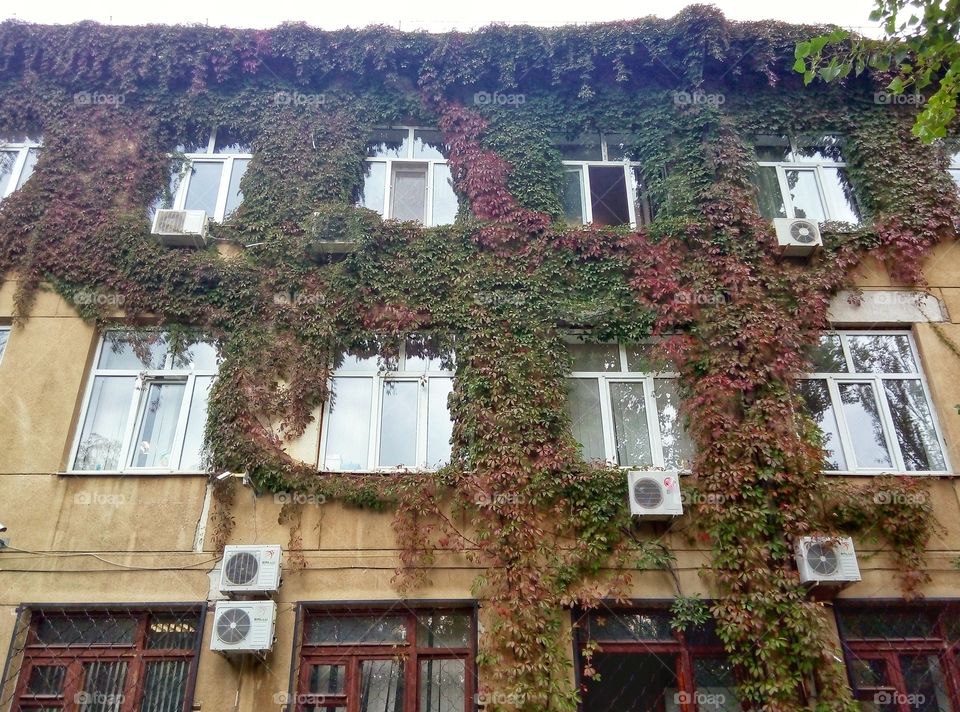 ivy-wrapped house дом обвитый плющом