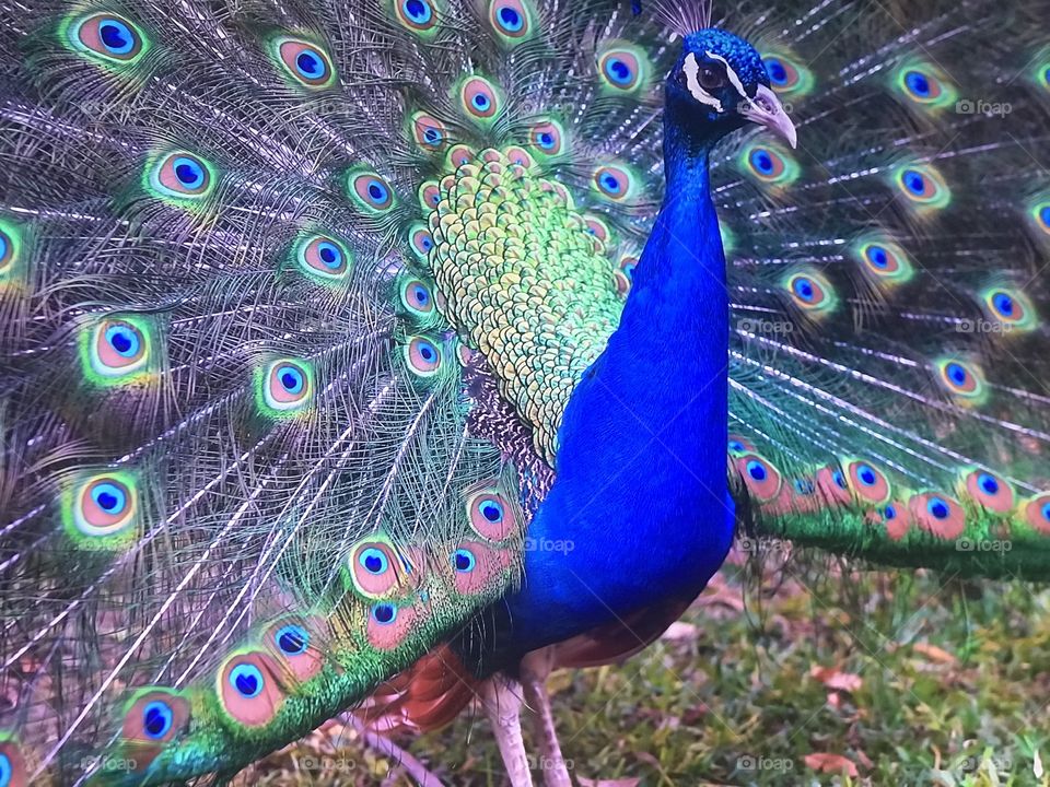 Dancing Peacock