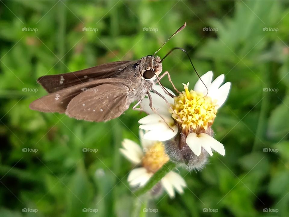 A moth enjoying the nectar.