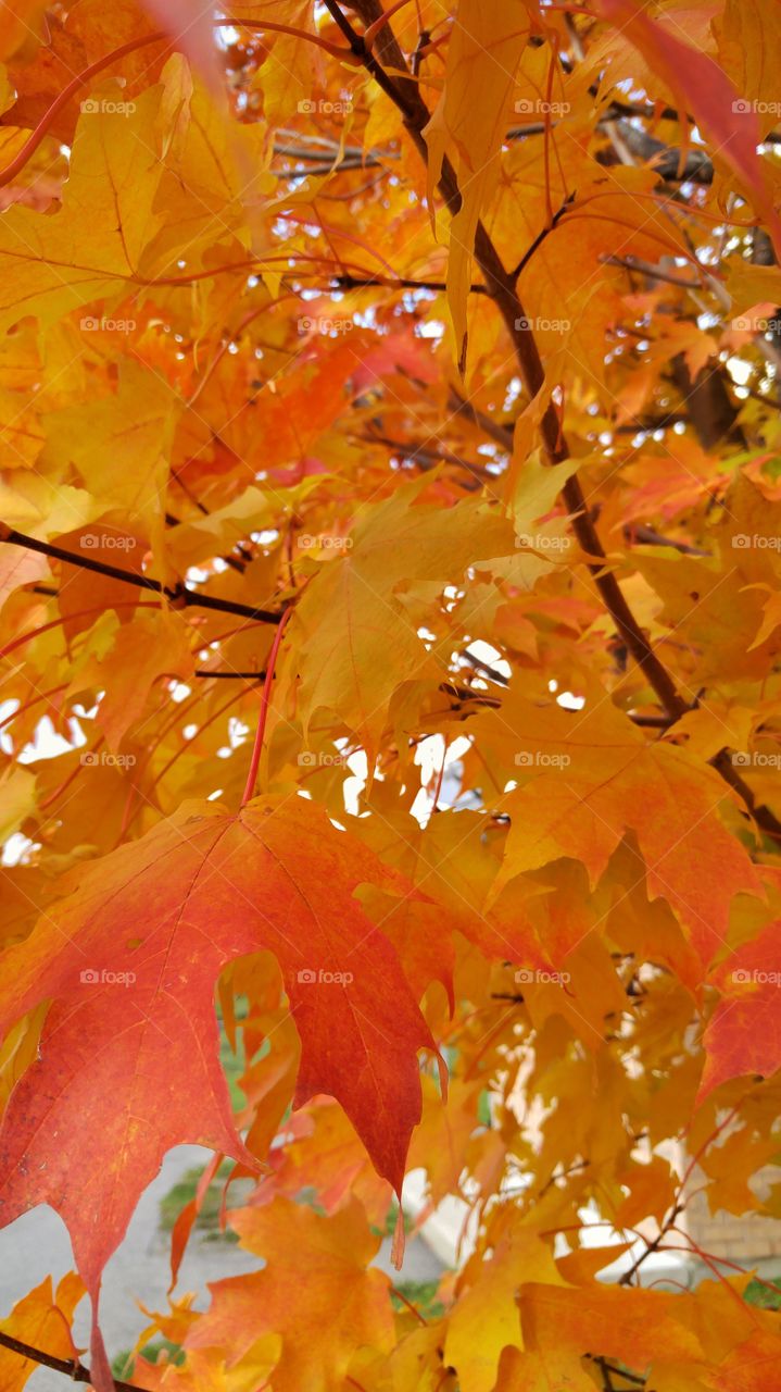 Close-up of autumn tree