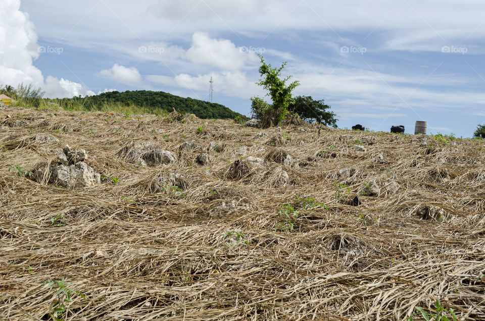 Prepared For Crop