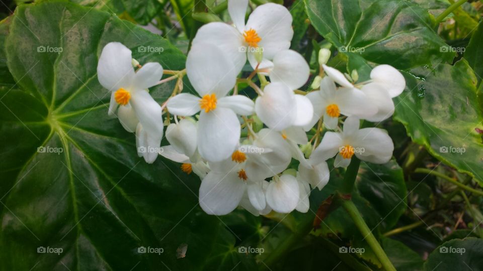 white and yellow flowers