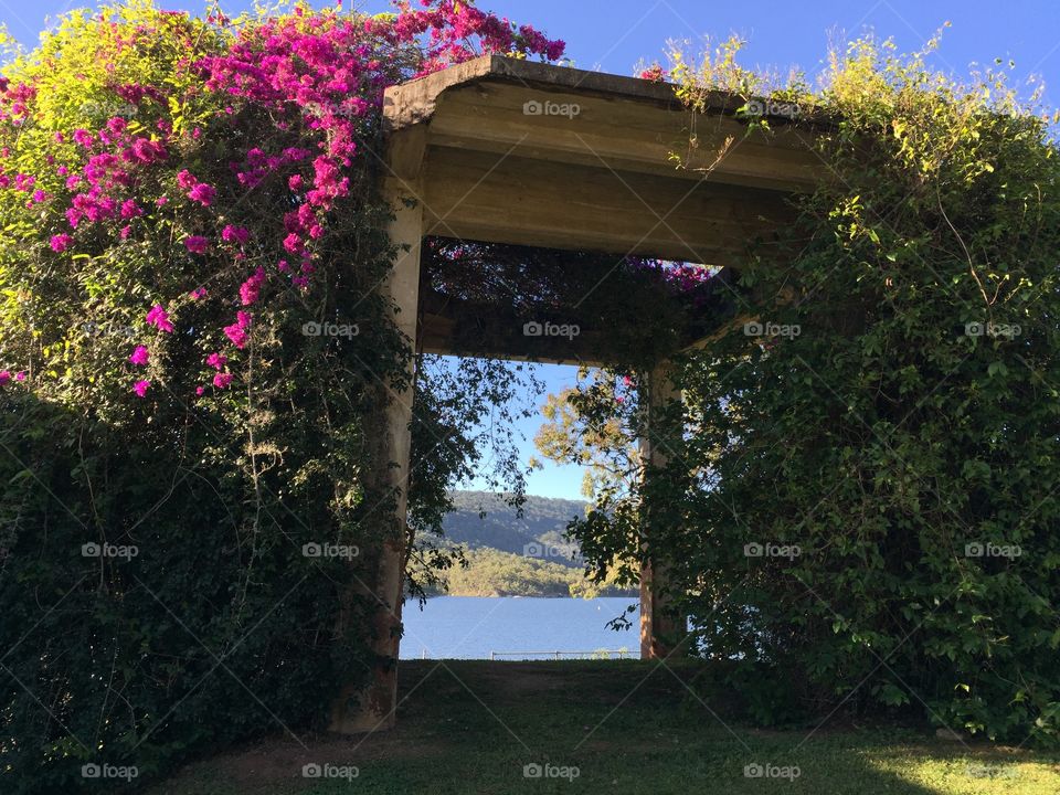 Bougainvillea Over Arbor With View To Lake