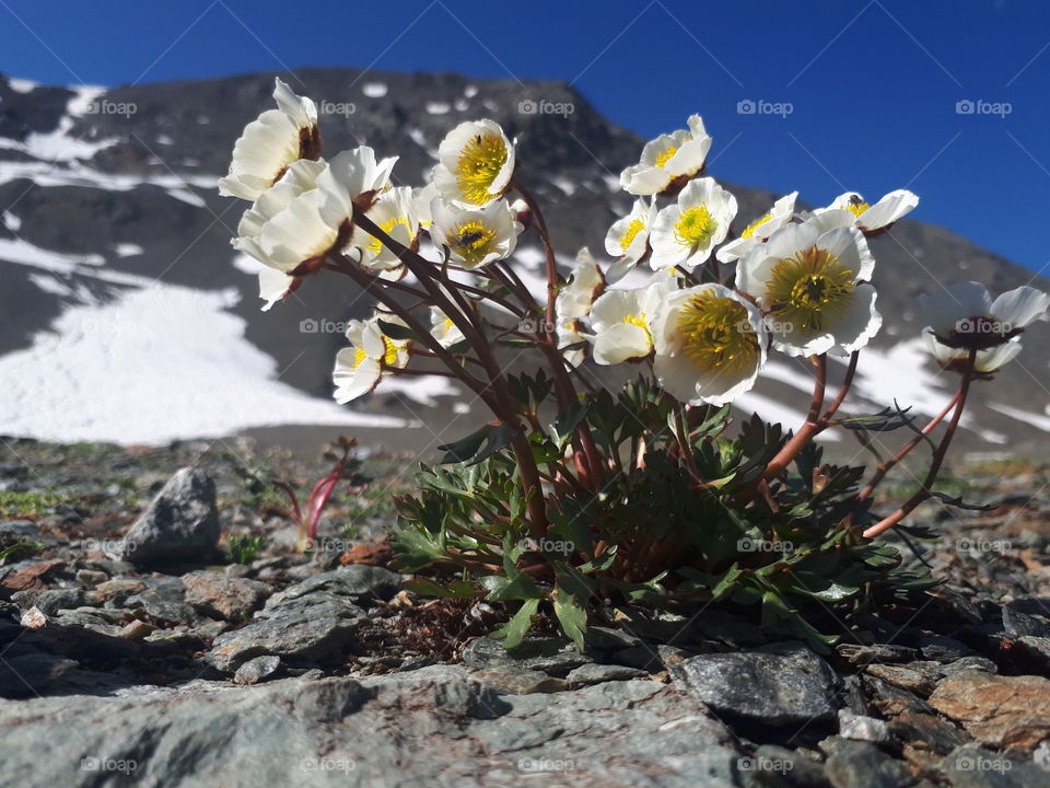 Ranunculus glacialis, alpine flower, Stelvio Nationa Park, Italy