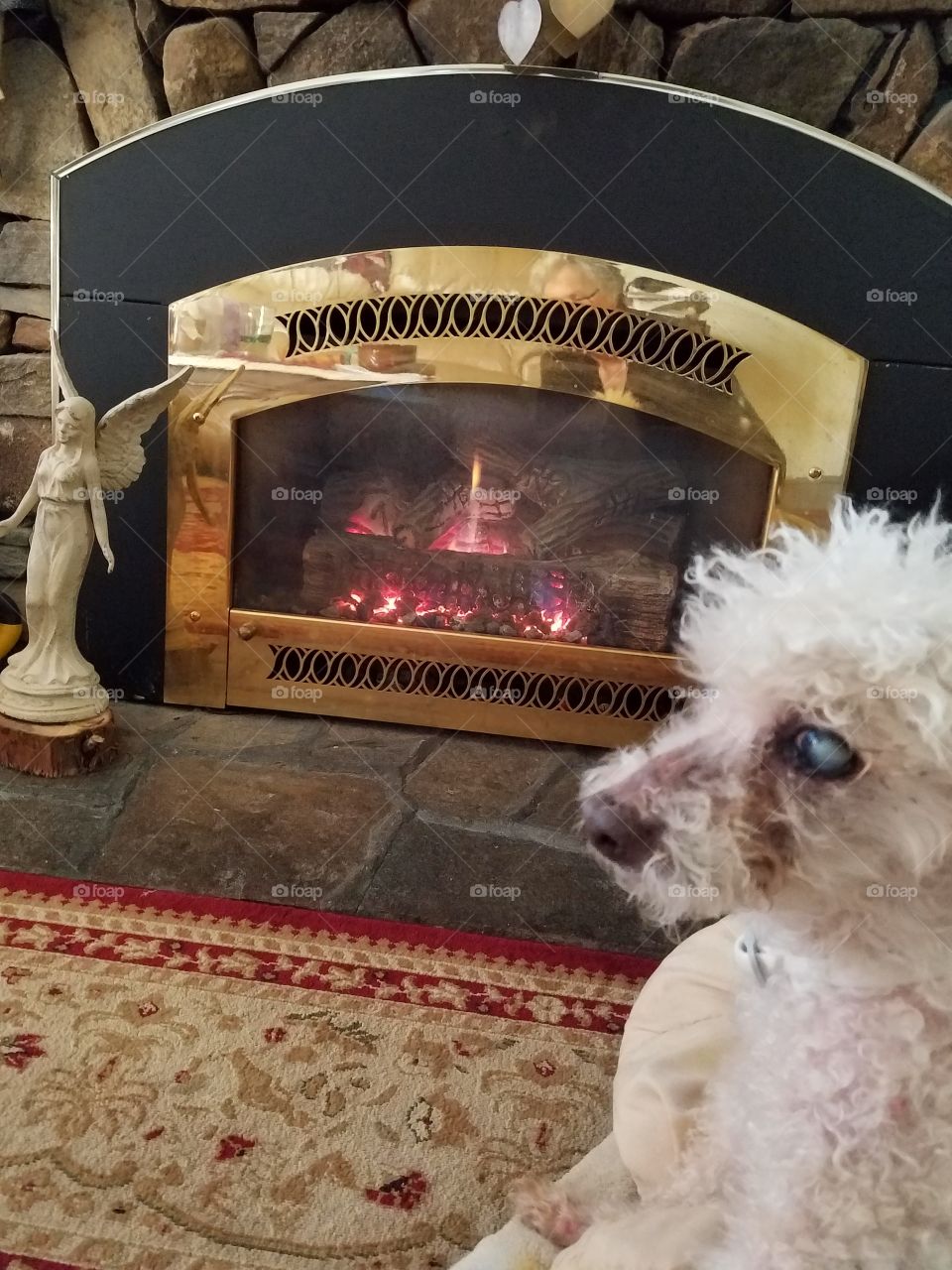 Poodle enjoying fireplace heat.