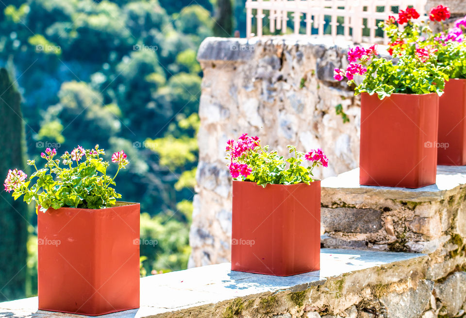 Red flowering plants