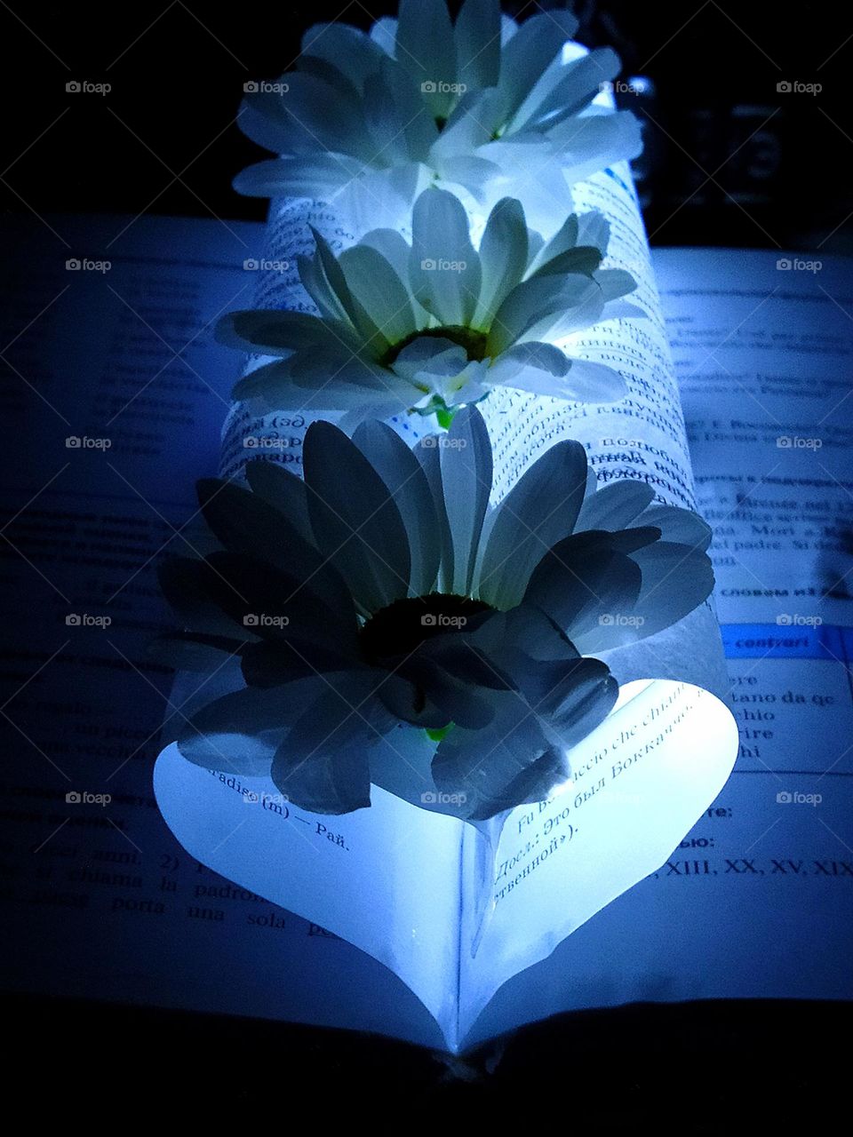 An open book, the pages of which are folded in the shape of a heart. There is a bright light inside the heart. At the junction of pages, creating a heart, lie three white chamomile flowers.