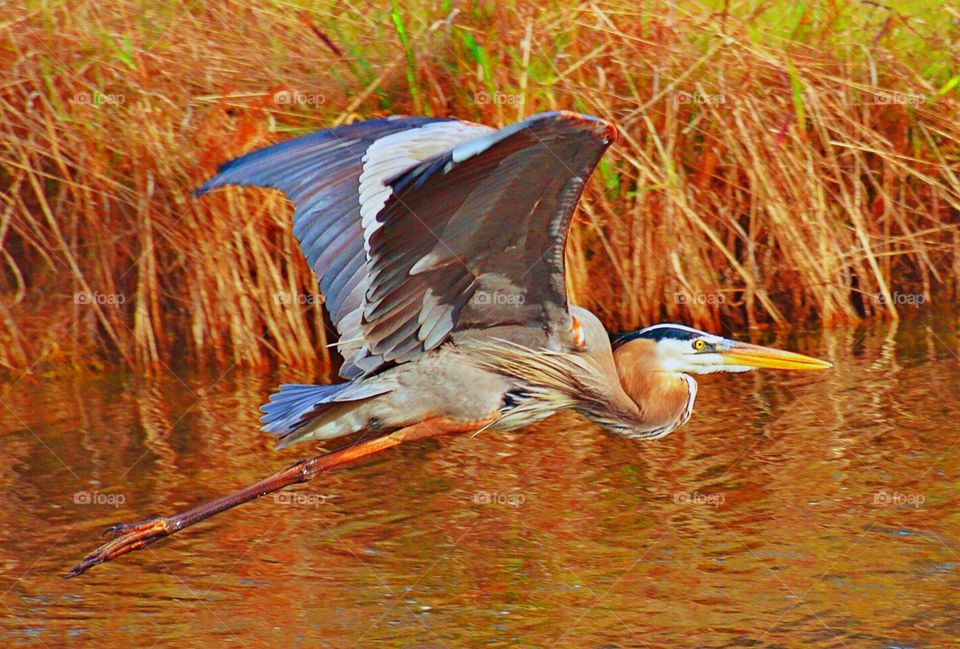 Flying heron