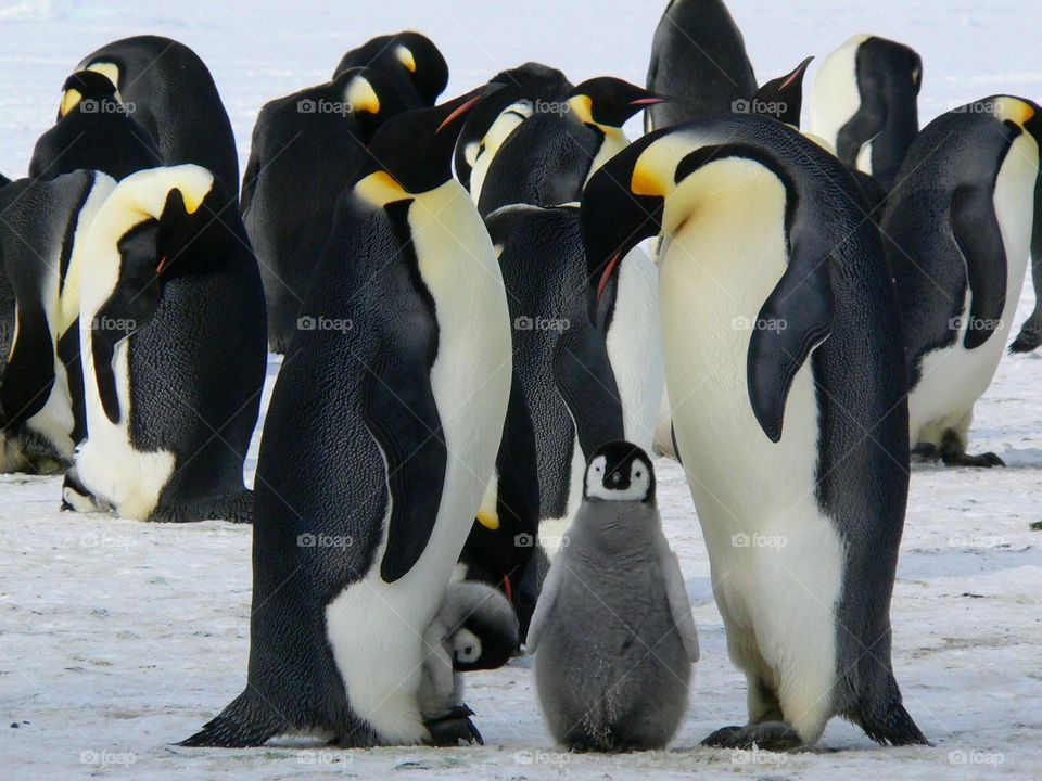 Beautiful Emperor Penguin colony.  All proceeds go towards the conservation of endangered species.