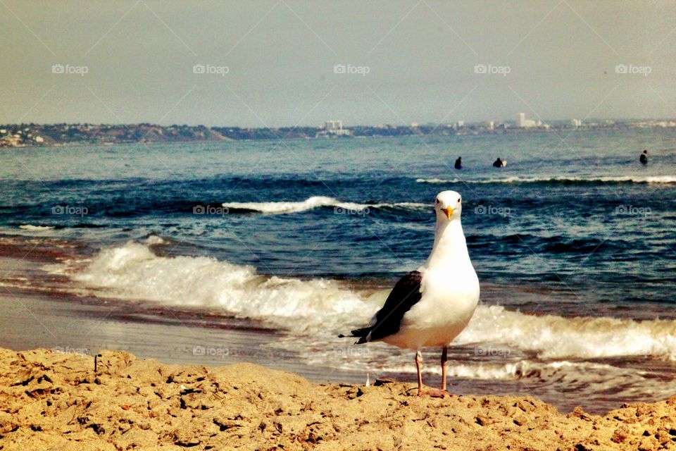 Bird standing against beach